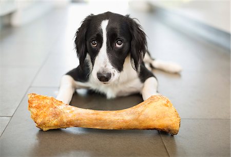 Dog eating bone on floor Photographie de stock - Premium Libres de Droits, Code: 6113-06720858