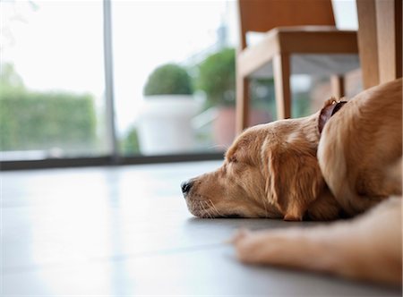 retriever - Dog laying on floor in living room Stock Photo - Premium Royalty-Free, Code: 6113-06720874