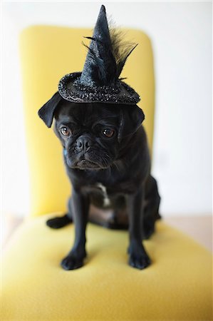 funny characters or funny cartoons - Dog wearing witch's hat in chair Stock Photo - Premium Royalty-Free, Code: 6113-06720895