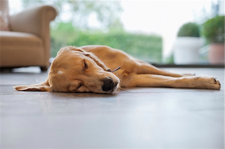 Dog sleeping on living room floor Foto de stock - Sin royalties Premium, Código: 6113-06720948