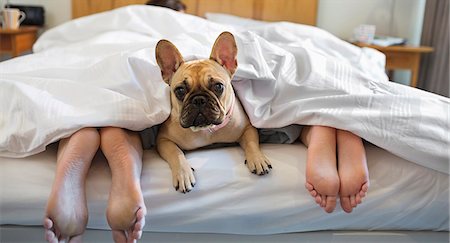 Dog laying under covers with couple Foto de stock - Sin royalties Premium, Código: 6113-06720904