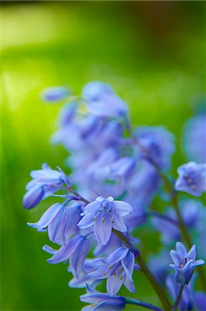 simsearch:6113-06626629,k - Close up of bluebell flowers Foto de stock - Sin royalties Premium, Código: 6113-07160753