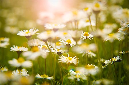 pré - Close up of daisies in meadow Photographie de stock - Premium Libres de Droits, Code: 6113-07160760