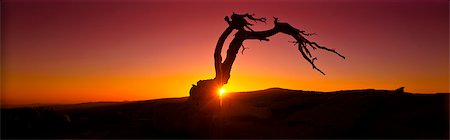 simsearch:6113-07160760,k - Silhouette of tree in desert landscape Foto de stock - Sin royalties Premium, Código: 6113-07160765