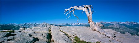 simsearch:649-08561686,k - Tree growing on rocky mountaintop Photographie de stock - Premium Libres de Droits, Code: 6113-07160773