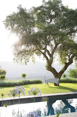 Bench under tree in calm garden Stock Photo - Premium Royalty-Free, Code: 6113-07242114