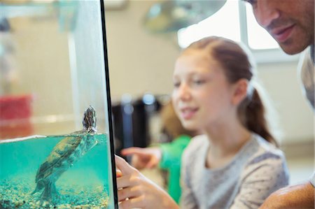 Father and daughter watching turtle swim in tank Foto de stock - Sin royalties Premium, Código: 6113-07242936