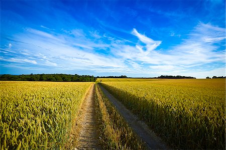 Dirt road in wheat field Foto de stock - Sin royalties Premium, Código: 6113-07243440