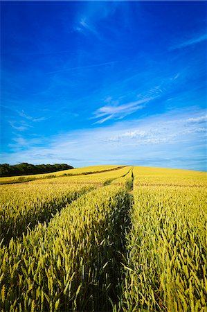 pathway in agriculture field - Tracks in wheat field Stock Photo - Premium Royalty-Free, Code: 6113-07243446