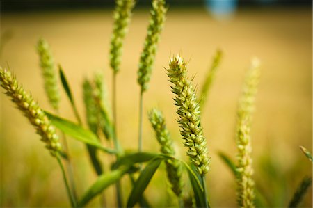 farming - Close up of wheat stalks outdoors Stock Photo - Premium Royalty-Free, Code: 6113-07243449