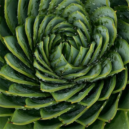 simsearch:614-06311730,k - Close up of spiral leaf pattern Foto de stock - Royalty Free Premium, Número: 6113-07542394