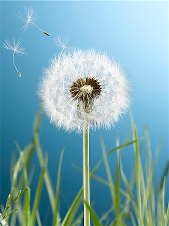 Close up of dandelion plant blowing in wind Stock Photo - Premium Royalty-Free, Code: 6113-07543095