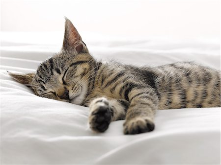 Kitten napping on blankets Photographie de stock - Premium Libres de Droits, Code: 6113-07543098