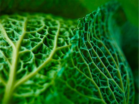 fresh vegetable - Extreme close up of Savoy cabbage Stock Photo - Premium Royalty-Free, Code: 6113-07565171