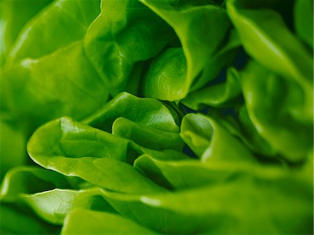 Extreme close up of round lettuce Stock Photo - Premium Royalty-Free, Code: 6113-07565178