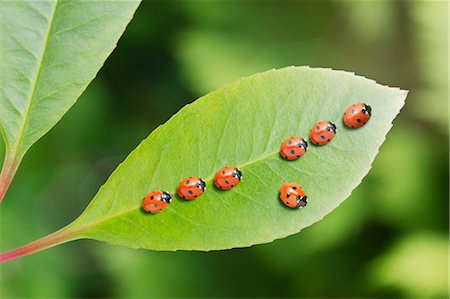 simsearch:6113-07565319,k - Ladybug standing out from the crowd on leaf Stock Photo - Premium Royalty-Free, Code: 6113-07565277