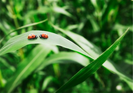 Ladybugs face to face on leaf Foto de stock - Sin royalties Premium, Código: 6113-07565293