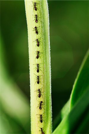 Ants crawling up leaf Foto de stock - Sin royalties Premium, Código: 6113-07565304