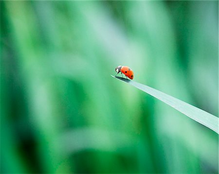 feuillet - Ladybug on tip of leaf Photographie de stock - Premium Libres de Droits, Code: 6113-07565313