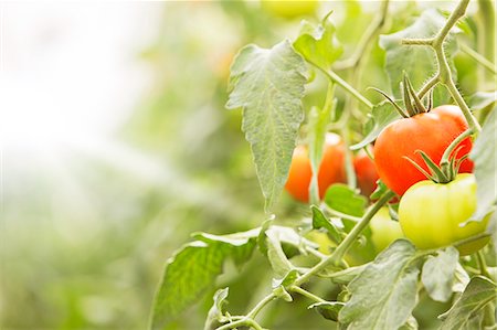 simsearch:6113-07589161,k - Close up of tomatoes, growing on vines Stock Photo - Premium Royalty-Free, Code: 6113-07589153