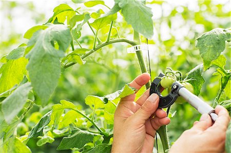 shop small - Botanist measuring small tomato with caliper in greenhouse Stock Photo - Premium Royalty-Free, Code: 6113-07589157