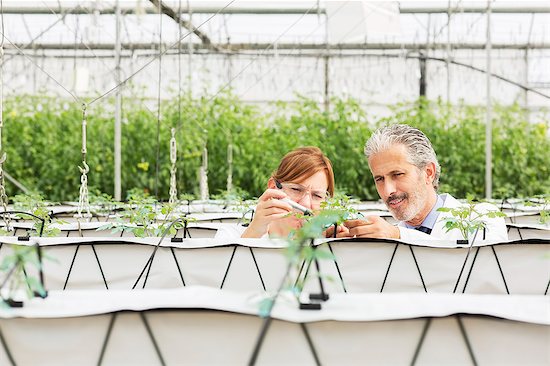 Botanists measuring plant with caliper in greenhouse Stock Photo - Premium Royalty-Free, Image code: 6113-07589169