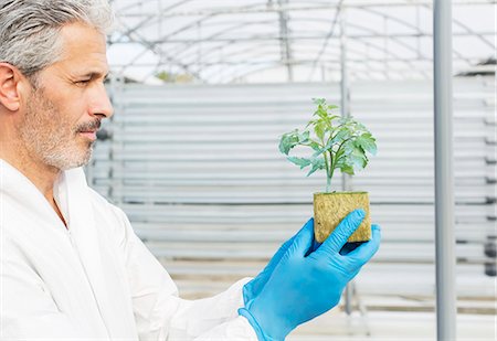 simsearch:6113-07589191,k - Botanist holding plant in greenhouse Photographie de stock - Premium Libres de Droits, Code: 6113-07589185