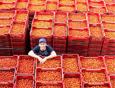 food industry people not restaurant - Portrait of worker standing among tomato crates Stock Photo - Premium Royalty-Free, Code: 6113-07589234