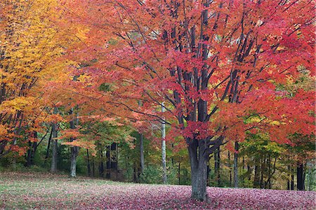 Autumn leaves on trees Foto de stock - Sin royalties Premium, Código: 6113-07589304