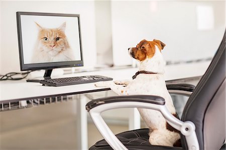 desk not studio not people - Dog sitting at desk in office Photographie de stock - Premium Libres de Droits, Code: 6113-07731359