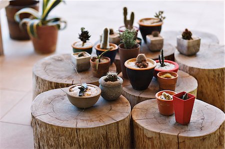 simsearch:6113-07808184,k - Small pots with different cacti on stumps Stock Photo - Premium Royalty-Free, Code: 6113-07808183