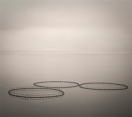 photograph - Salmon farm rings floating on calm water, Faroe Islands Foto de stock - Sin royalties Premium, Código: 6113-08088339