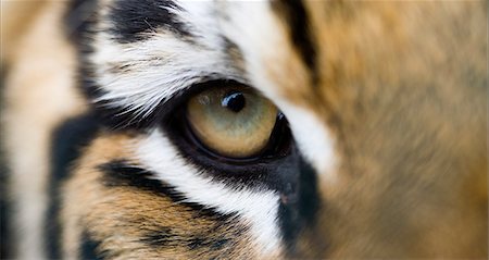 tiger eyes close up