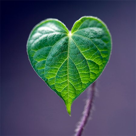 Extreme close up detail of green heart-shaped leaf against purple background Stock Photo - Premium Royalty-Free, Code: 6113-08171416