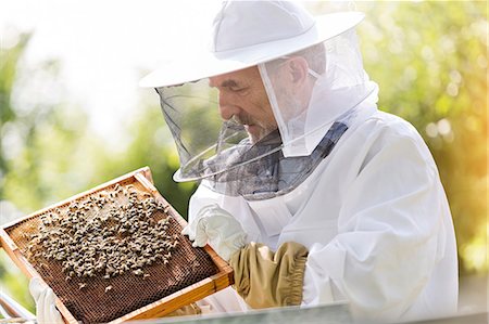 Beekeeper in protective suit examining bees on honeycomb Foto de stock - Sin royalties Premium, Código: 6113-08220480