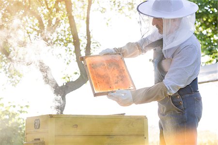 simsearch:6113-08220461,k - Beekeeper in protective clothing examining bees on honeycomb Photographie de stock - Premium Libres de Droits, Code: 6113-08220505