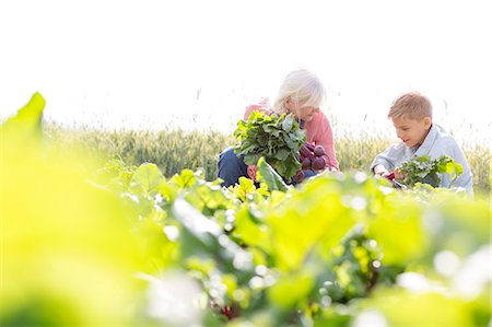 Grandmother and grandson harvesting vegetables in sunny garden Stock Photo - Premium Royalty-Free, Code: 6113-08220528