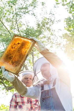 Beekeepers in protective clothing examining bees on honeycomb Photographie de stock - Premium Libres de Droits, Code: 6113-08220529