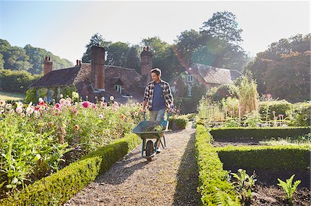 simsearch:6113-08424203,k - Man pushing wheelbarrow in sunny garden Stock Photo - Premium Royalty-Free, Code: 6113-08424184