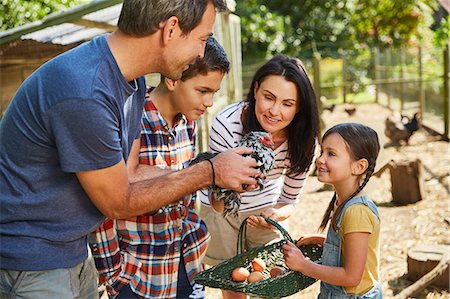 dad and kids farming - Family harvesting fresh eggs from chicken outside coop Foto de stock - Sin royalties Premium, Código: 6113-08424226