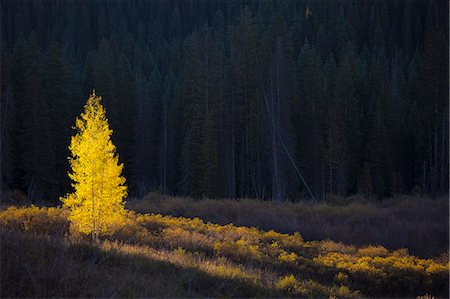 standing out from the crowd - Glowing yellow autumn tree, Kebler Pass Colorado, United States Stock Photo - Premium Royalty-Free, Code: 6113-08521627