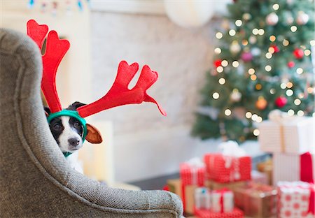 Portrait dog wearing reindeer antlers near Christmas tree Fotografie stock - Premium Royalty-Free, Codice: 6113-08659546