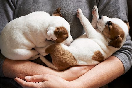 simsearch:6113-07991958,k - Close up girl holding sleeping puppies Stockbilder - Premium RF Lizenzfrei, Bildnummer: 6113-08659675