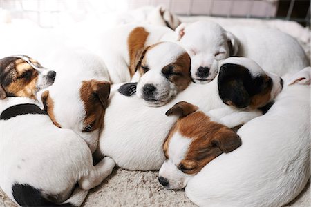 Sleeping puppies on top of each other Photographie de stock - Premium Libres de Droits, Code: 6113-08659679