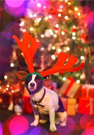 dog with christmas lights - Portrait cute dog wearing reindeer antlers in front of Christmas tree Stock Photo - Premium Royalty-Free, Code: 6113-08659605
