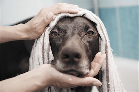 Close up portrait serious black dog being bathed Foto de stock - Sin royalties Premium, Código: 6113-08698059