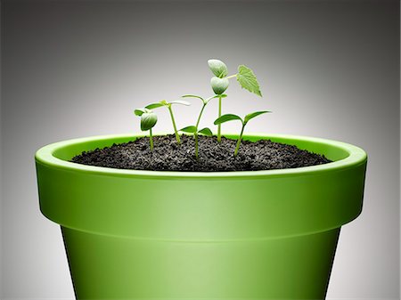 environmental conservation still life - Green sprouts growing from flowerpot against gray background Photographie de stock - Premium Libres de Droits, Code: 6113-08743669