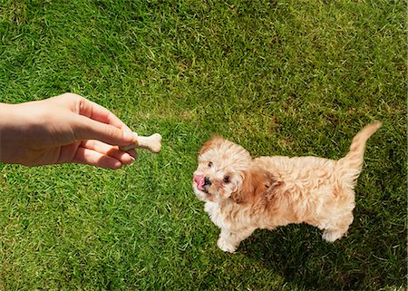 dog look up person - Personal perspective pet owner holding treat over dog licking lips in grass Stock Photo - Premium Royalty-Free, Code: 6113-08805827