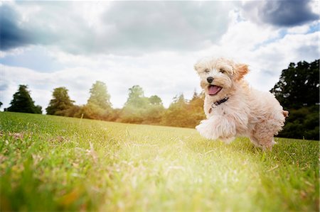 Happy dog running in park grass Stock Photo - Premium Royalty-Free, Code: 6113-08805826