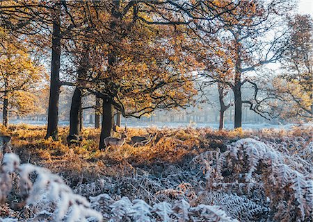 richmond park - Moose among frost covered autumn woods, Richmond, London Foto de stock - Sin royalties Premium, Código: 6113-08943960